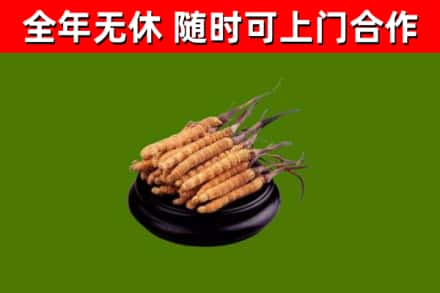 眉县回收冬虫夏草