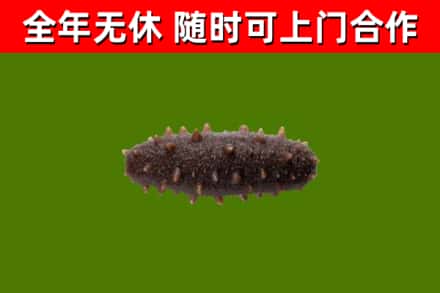 眉县回收海参干